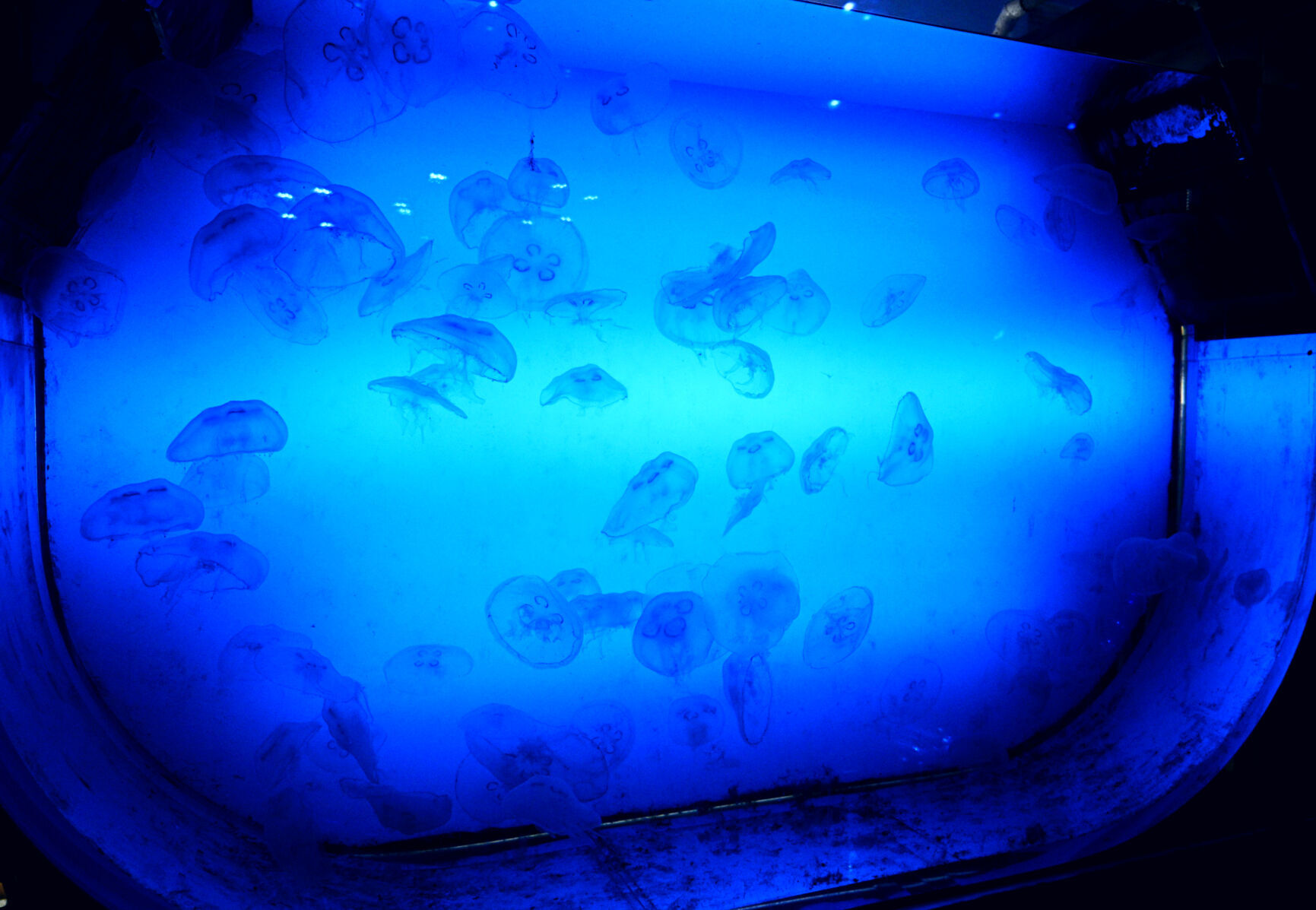 102722-smt-news-sharktoberfest-009.jpg